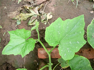 Sown in september 2015 in Fortín Olavarría, provincia de Buenos Aires, Argentina.