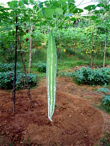 Photograph of Trichosanthes Cucumerina (aka Snake Gourd) photo