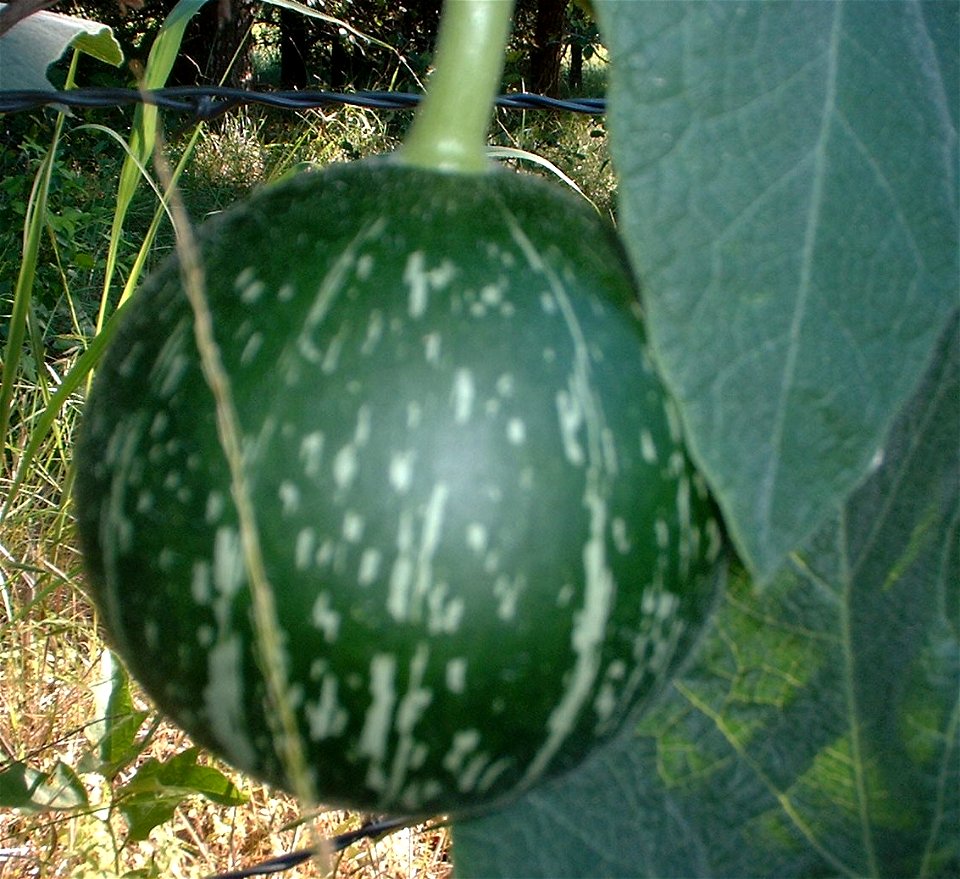 Cucurbita foetidissima