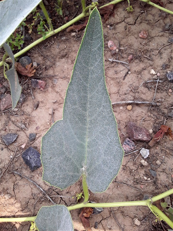 Cucurbita foetidissima (Buffalo Gourd)
Found growing in the United States near 170 S Chambers Rd, Aurora, CO 80017
Photographed in July of 2021
Longitude..... -104.809850

Latitude .... 39.713410