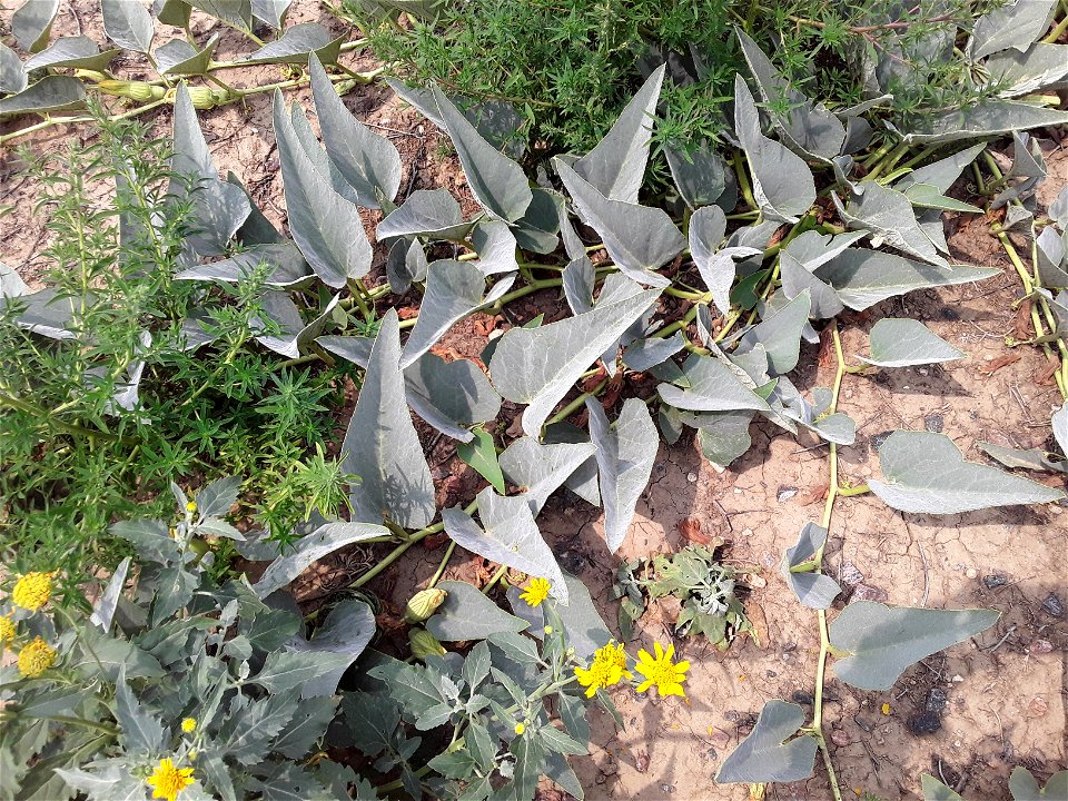 Cucurbita foetidissima (Buffalo Gourd)
Found growing in the United States near 170 S Chambers Rd, Aurora, CO 80017
Photographed in July of 2021
Longitude..... -104.809850

Latitude .... 39.713410