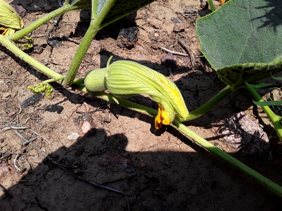 Cucurbita foetidissima (Buffalo Gourd)
Found growing in the United States near 170 S Chambers Rd, Aurora, CO 80017
Photographed in July of 2021
Longitude..... -104.809850

Latitude .... 39.713410