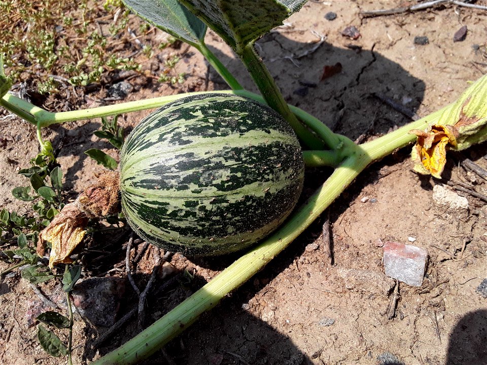 Cucurbita foetidissima (Buffalo Gourd)
Found growing in the United States near 170 S Chambers Rd, Aurora, CO 80017
Photographed in July of 2021
Longitude..... -104.809850

Latitude .... 39.713410