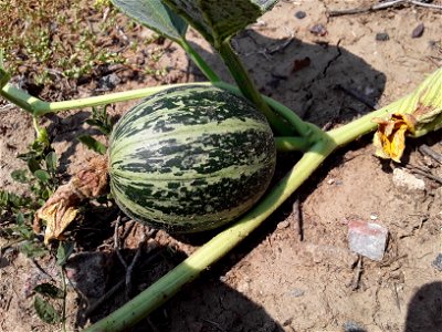 Cucurbita foetidissima (Buffalo Gourd)
Found growing in the United States near 170 S Chambers Rd, Aurora, CO 80017
Photographed in July of 2021
Longitude..... -104.809850

Latitude .... 39.713410