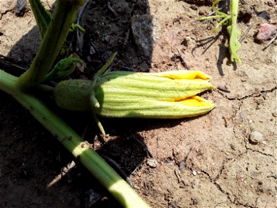 Cucurbita foetidissima (Buffalo Gourd) Found growing in the United States near 170 S Chambers Rd, Aurora, CO 80017 Photographed in July of 2021 Longitude..... -104.809850 Latitude .... 39.713410 photo