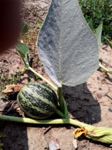 Cucurbita foetidissima (Buffalo Gourd) Found growing in the United States near 170 S Chambers Rd, Aurora, CO 80017 Photographed in July of the year 2021 Longitude..... -104.809850 Latitude .... 39.71 photo