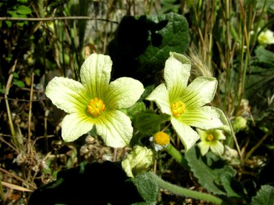 Ecballium elaterium (Cucurbitaceae). Rivas Vaciamadrid, Madrid, España.
