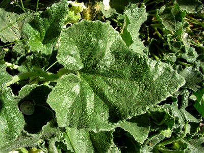 Ecballium elaterium (Cucurbitaceae). Rivas Vaciamadrid, Madrid, España.