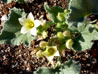 Ecballium elaterium flowers close up, Dehesa Boyal de Puertollano, Spain