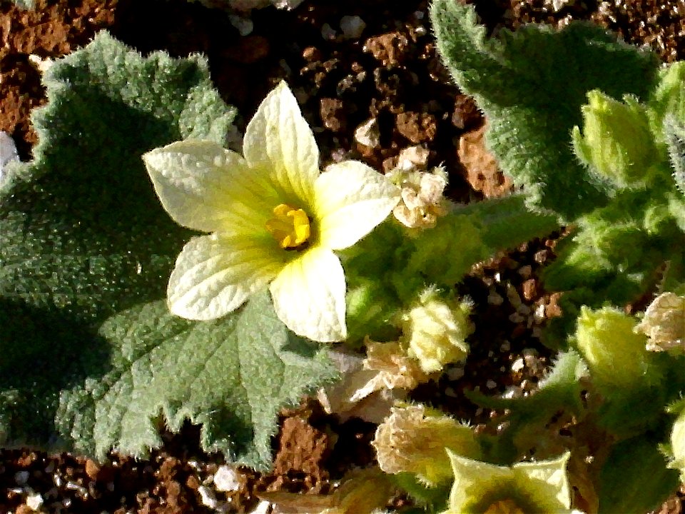 Ecballium elaterium flowers close up, Dehesa Boyal de Puertollano, Spain