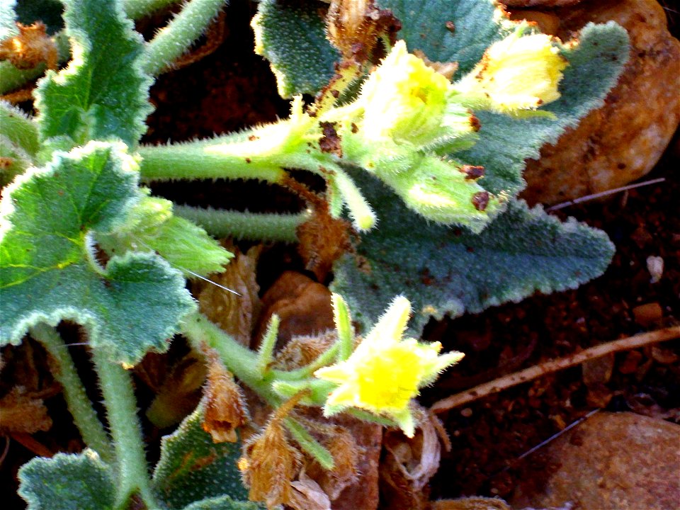 Ecballium elaterium flowers, Dehesa Boyal de Puertollano, Spain