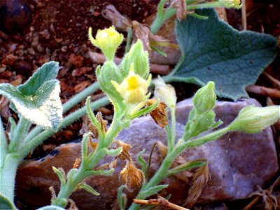 Ecballium elaterium stem and flowers, Dehesa Boyal de Puertollano, Spain