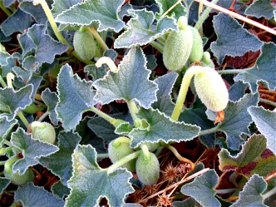 Ecballium elaterium fruits, Dehesa Boyal de Puertollano, Spain