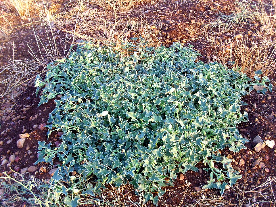 Ecballium elaterium habit, Dehesa Boyal de Puertollano, Spain