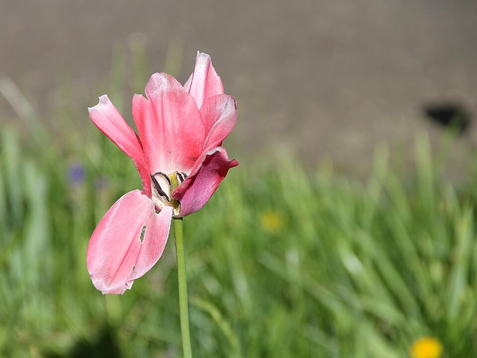 Blossom bloom pink