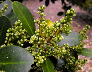Corynocarpus laevigatus at Quail Botanical Gardens in Encinitas, California, USA. Identified by sign.