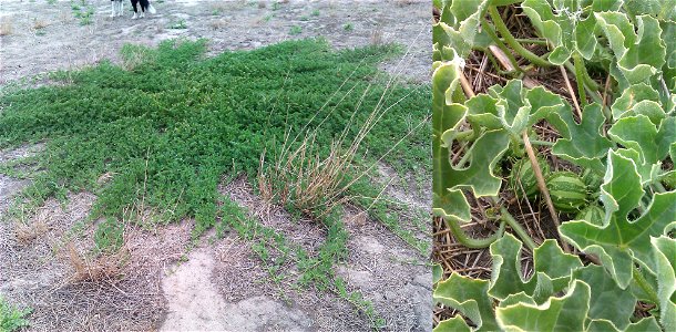 , Paddy Melon, growing as a weed in Kangaroo Island, South Australia. Plant on left spreads around 2.5m; fruit on right around 20mm diameter. This is the full size of the fruit. Not to be confused wit