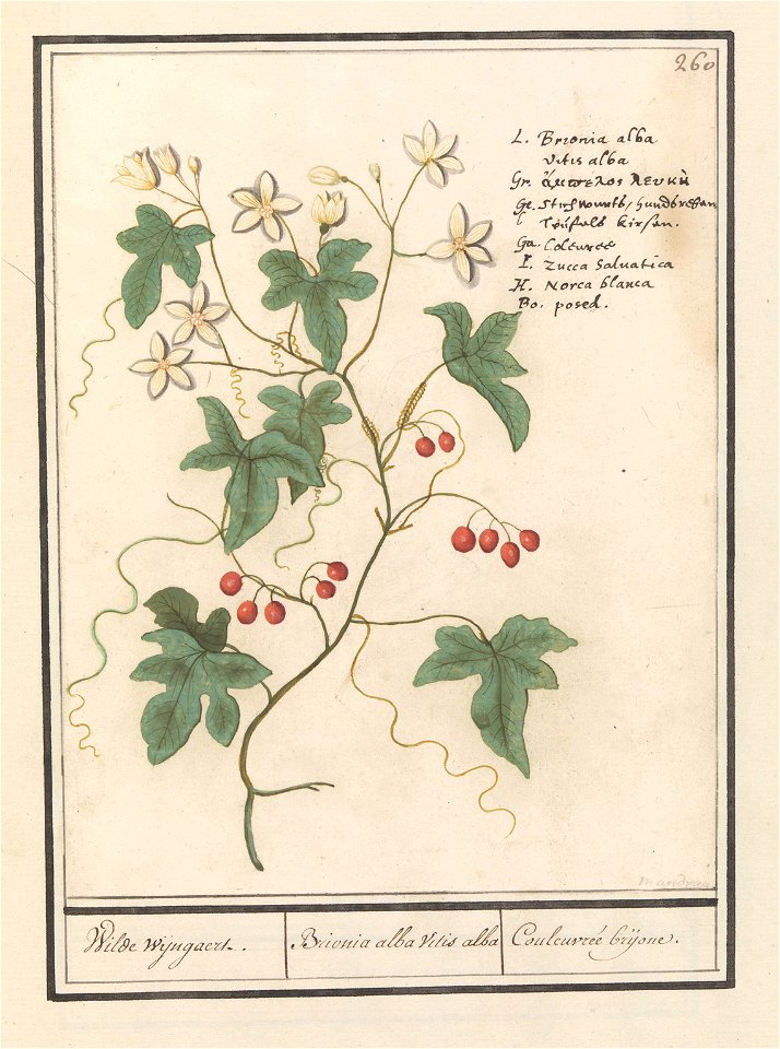 IdentificatieTitel(s): Heggenrank (Bryonia dioica)Wilde wijngaert. / Brionia alba vitis alba / Couleuvrée brijone. (titel op object)Objecttype: tekening Objectnummer: RP-T-BR-2017-1-10-64Omschrijving: