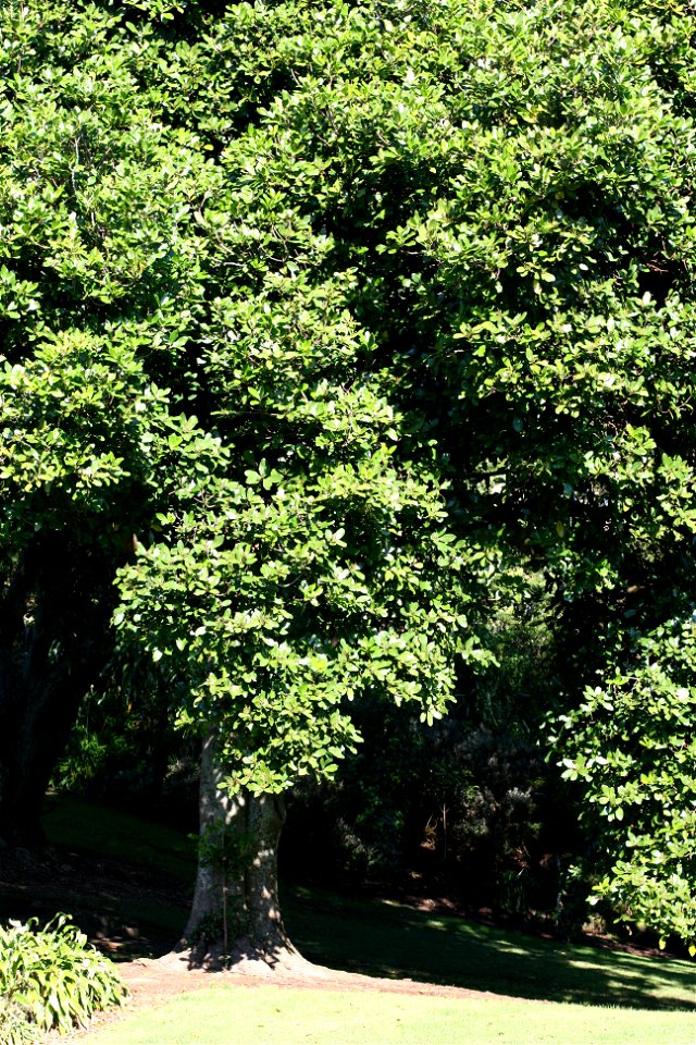 Karaka tree, Corynocarpus laevigatus, flowering tree, Auckland, New Zealand.