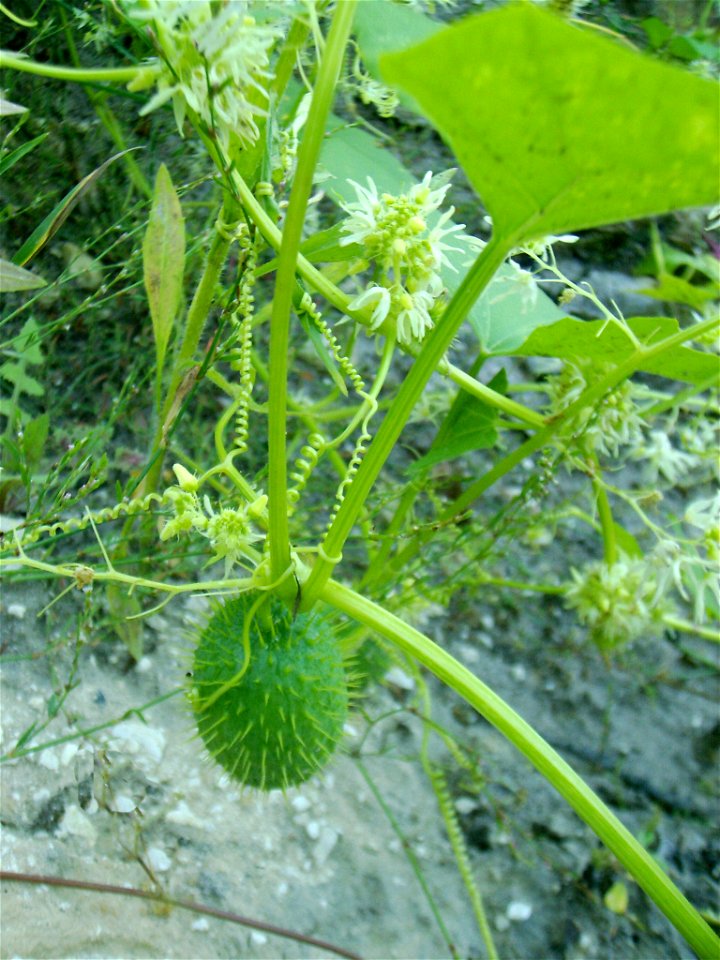 Echinocystis_lobata
