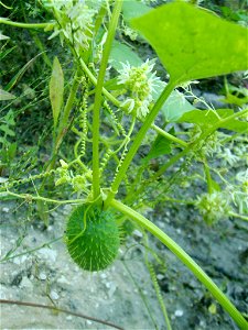 Echinocystis_lobata photo