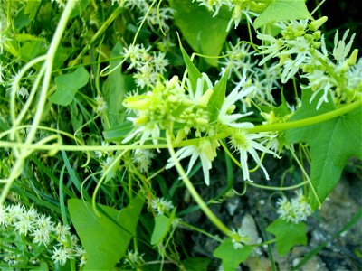 Echinocystis lobata