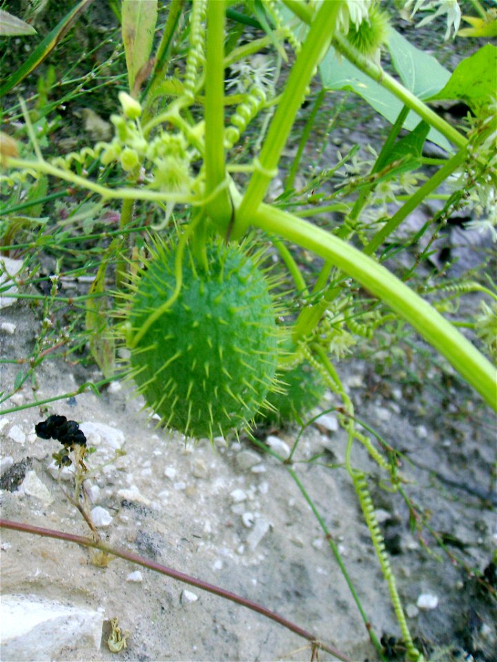 — Wild cucumber, fruit.
