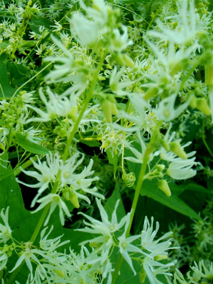 Echinocystis lobata