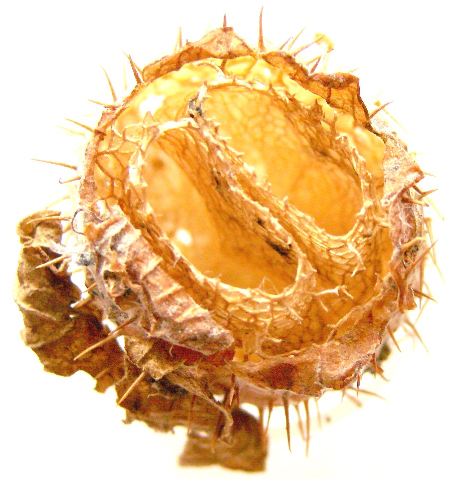 Echinocystis lobata