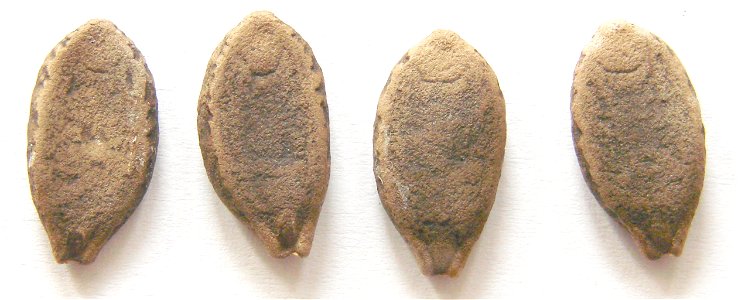 Echinocystis lobata