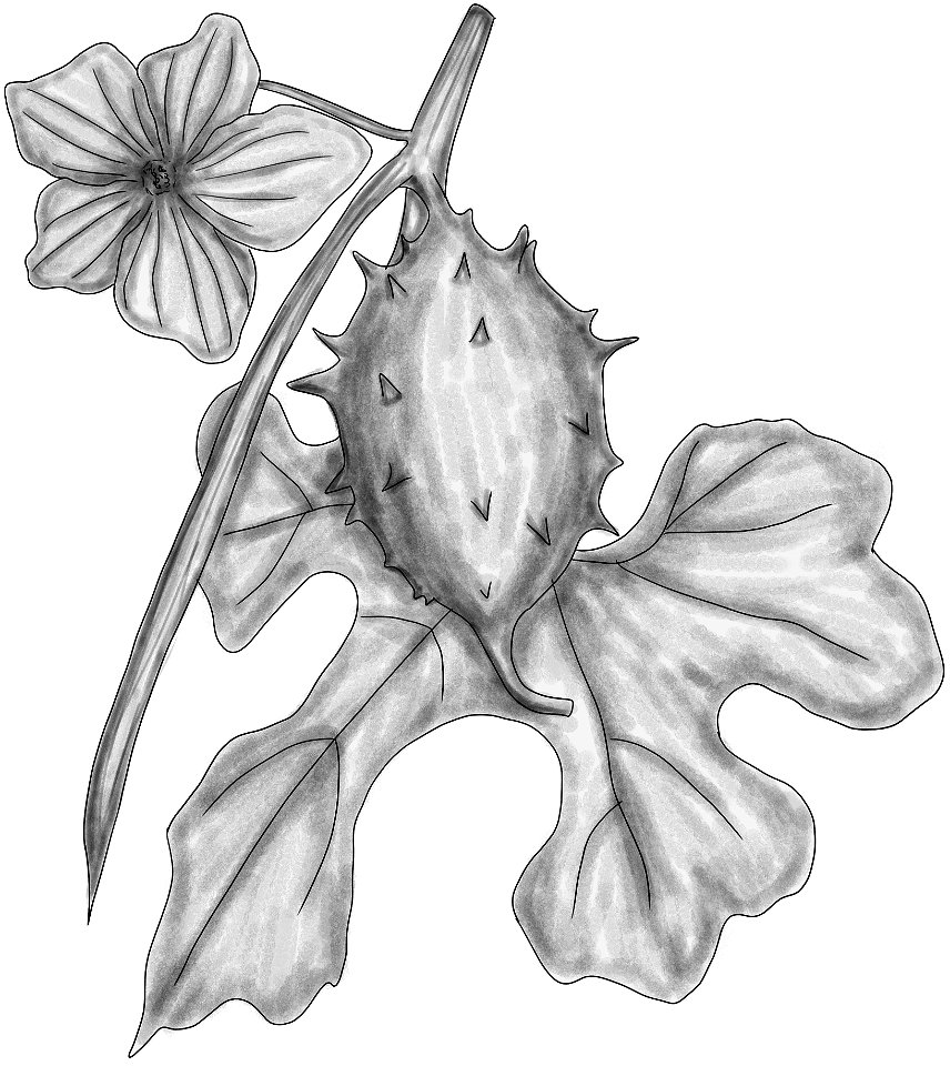 Luffa operculata BYN