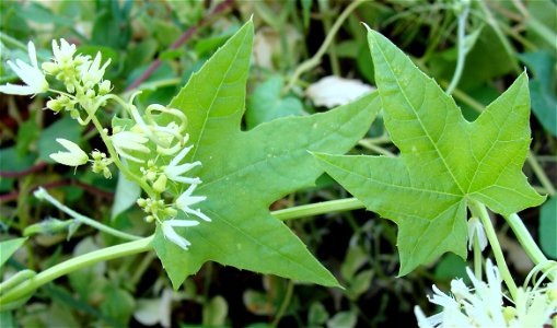 Kolczurka klapowana (Echinocystis lobata)
