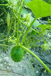Echinocystis lobata