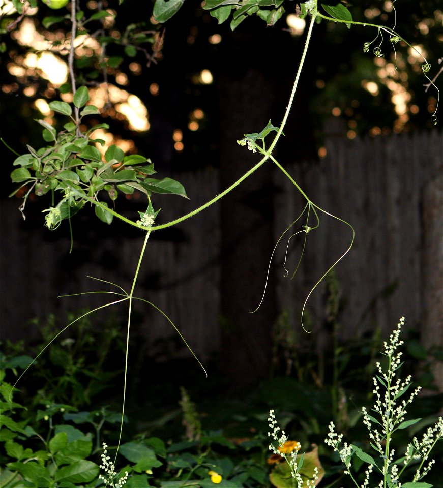 Sicyos angulatus, showing flowers and tendrils.