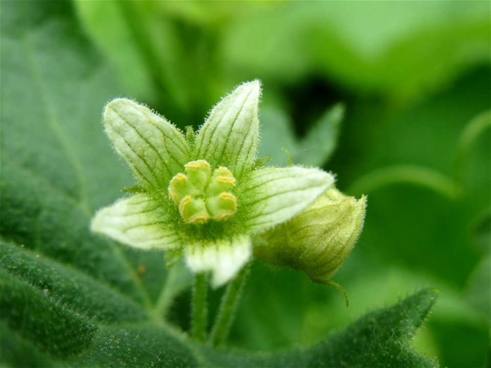 Rote Zaunrübe (Bryonia dioica) in Hockenheim