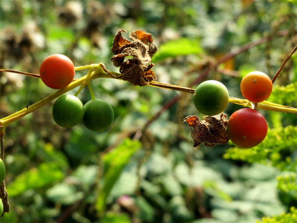 Zaunrübe (Bryonia dioica) im Naturschutzgebiet Wagbachniederung