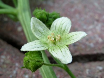 Zaunrübe (Bryonia dioica) in Hockenheim