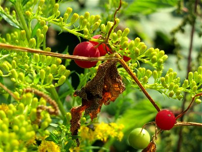 Zaunrübe (Bryonia dioica) im Naturschutzgebiet Wagbachniederung