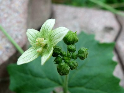 Zaunrübe (Bryonia dioica) in Hockenheim