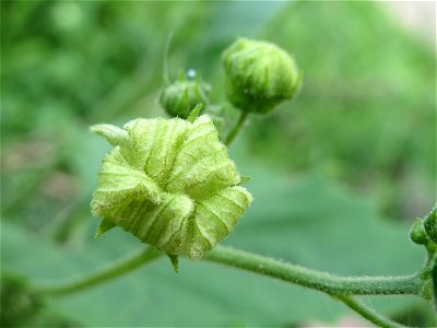 Zaunrübe (Bryonia dioica) in Hockenheim