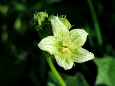 Zaunrübe (Bryonia dioica) im Naturschutzgebiet Wagbachniederung