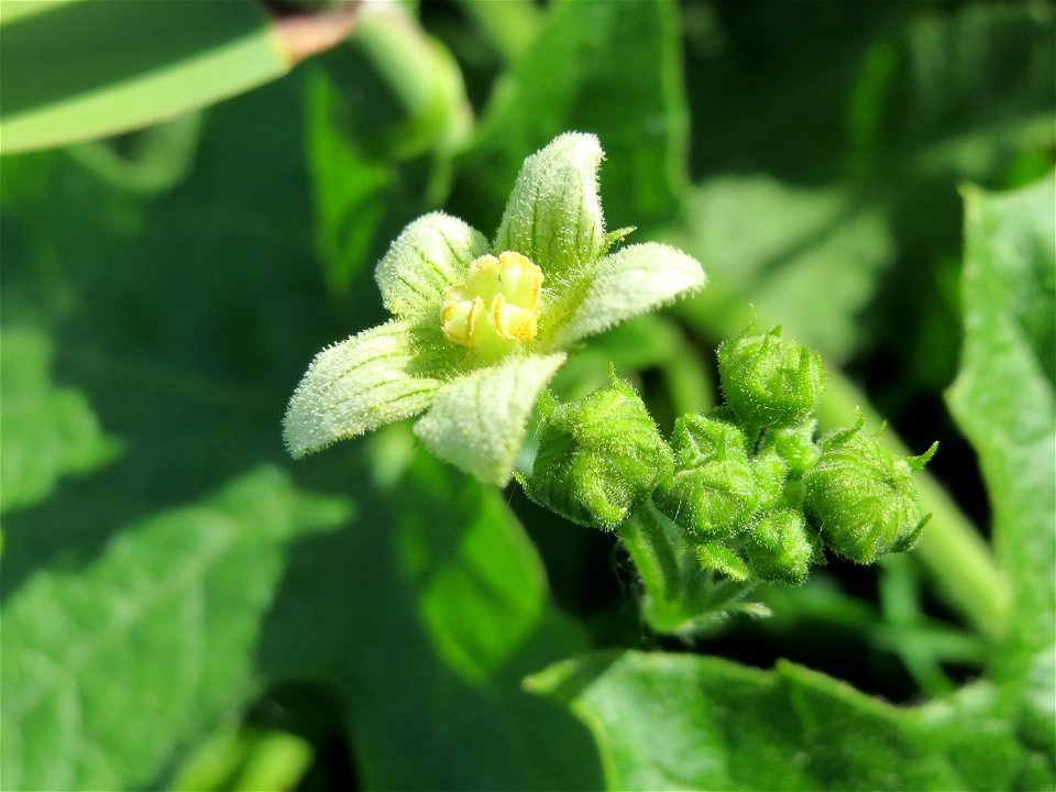 Zaunrübe (Bryonia dioica) im Naturschutzgebiet Wagbachniederung