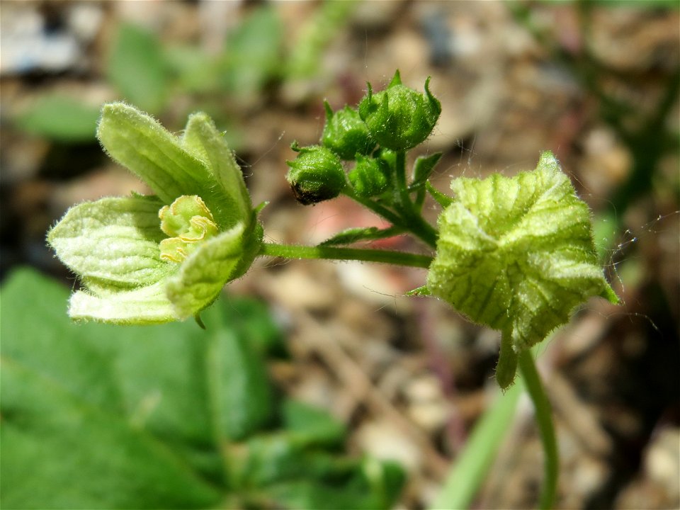 Zaunrübe (Bryonia dioica) in Hockenheim