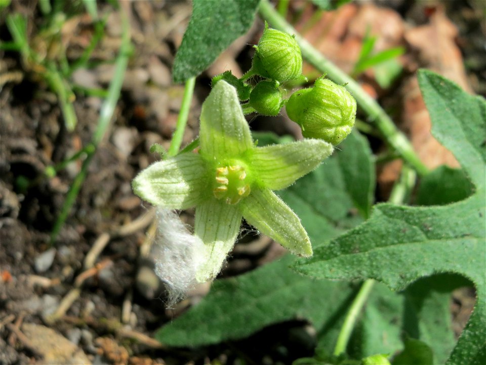 Zaunrübe (Bryonia dioica) in den Horststückern im Landschaftsschutzgebiet Hockenheimer Rheinbogen