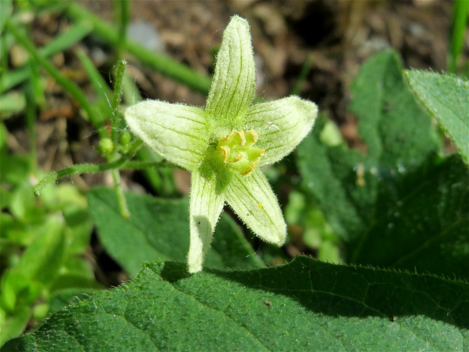 Zaunrübe (Bryonia dioica) in den Horststückern im Landschaftsschutzgebiet Hockenheimer Rheinbogen