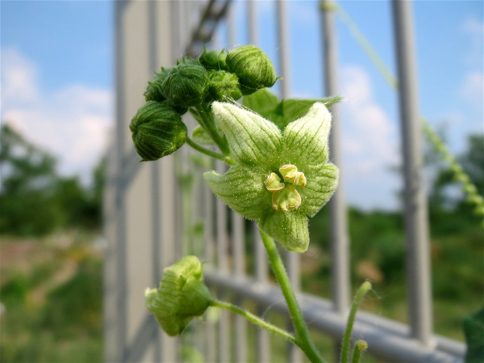 Rote Zaunrübe (Bryonia dioica) auf einem Schuttplatz bei Neulußheim (Gemarkung Altlußheim)