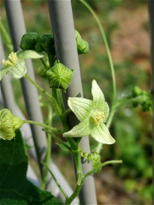 Rote Zaunrübe (Bryonia dioica) auf einem Schuttplatz bei Neulußheim (Gemarkung Altlußheim)