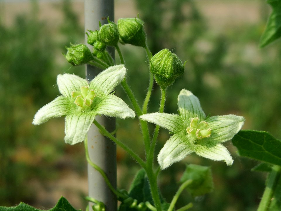 Rote Zaunrübe (Bryonia dioica) auf einem Schuttplatz bei Neulußheim (Gemarkung Altlußheim)