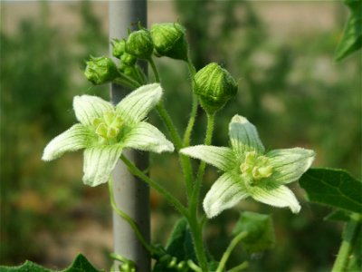 Rote Zaunrübe (Bryonia dioica) auf einem Schuttplatz bei Neulußheim (Gemarkung Altlußheim)