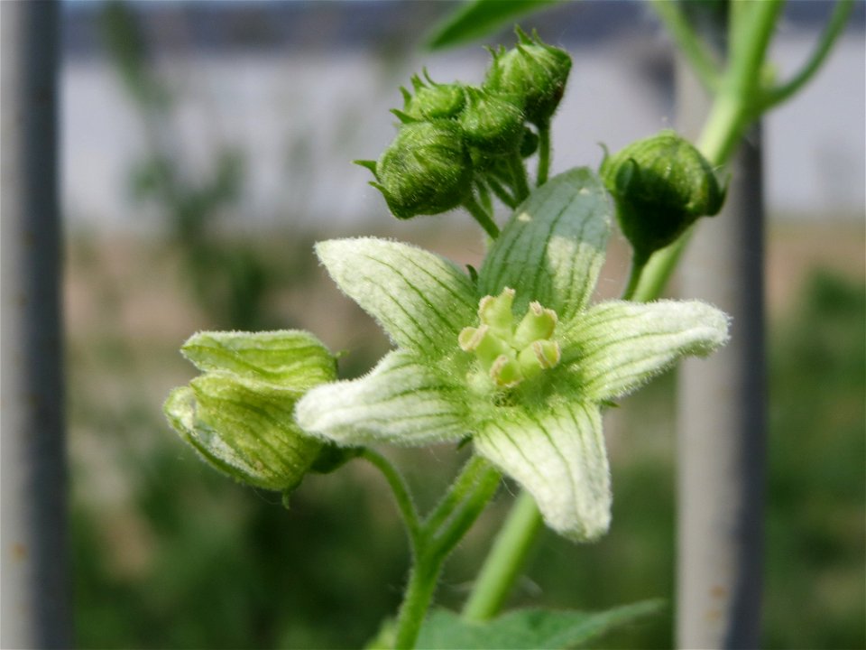 Rote Zaunrübe (Bryonia dioica) auf einem Schuttplatz bei Neulußheim (Gemarkung Altlußheim)